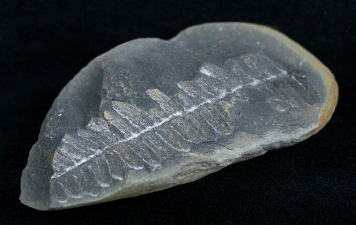 Fern Fossil From Mazon Creek - Million Years Old #2156